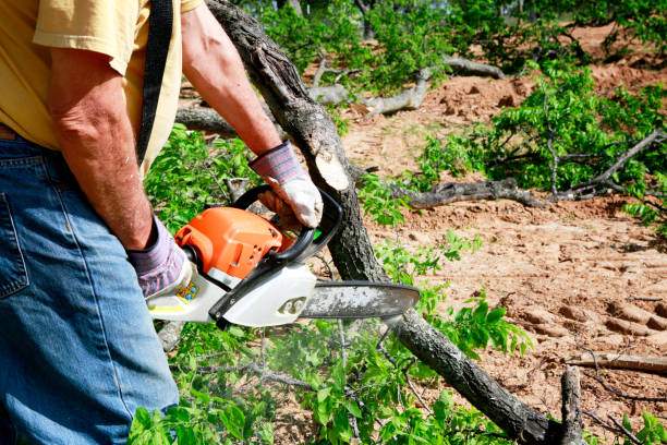 Best Large Tree Removal  in Salisbury, NC